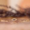 925 Sterling Silver Dainty Diamond & Sapphire Evil Eye Bracelet - Image 4